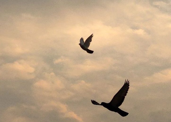 DAĞINIK BİRKAÇ SATIR